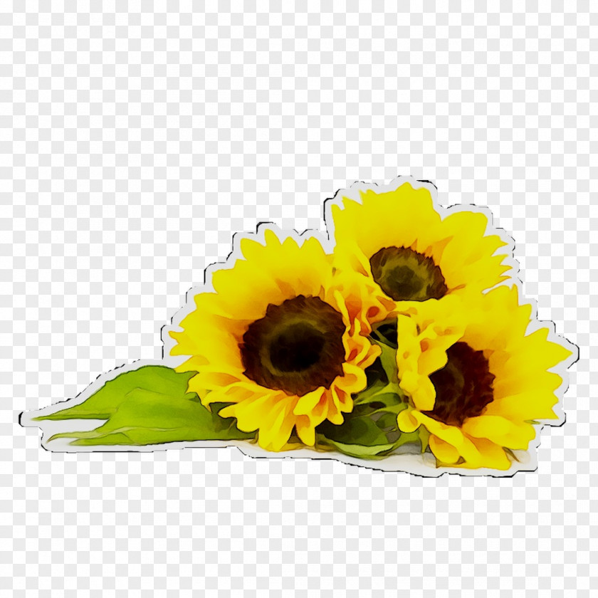 Common Sunflower Stock Photography Alamy Seed PNG