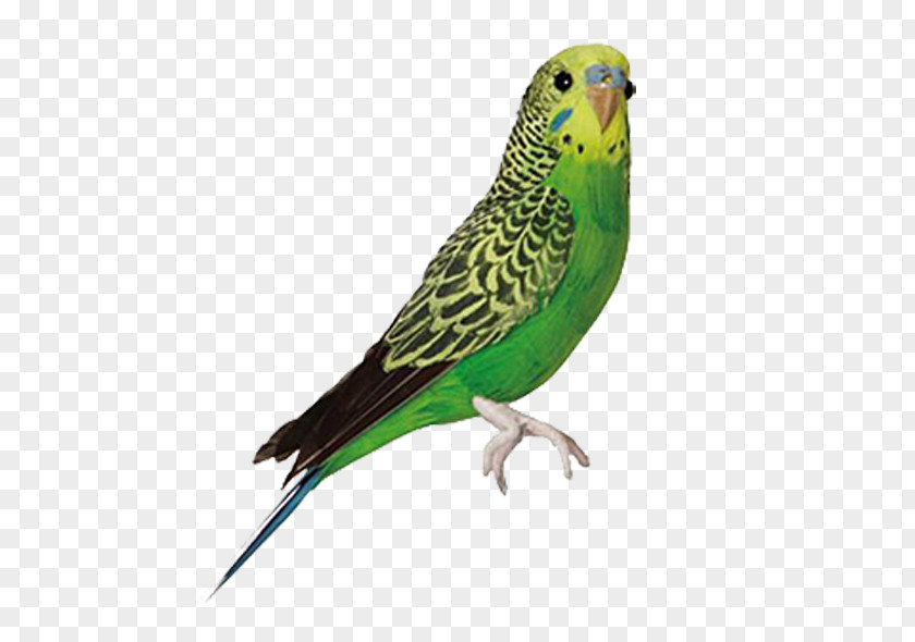 Green Cute Parrot Budgerigar Bird Parrots Jandaya Parakeet Cockatiel PNG