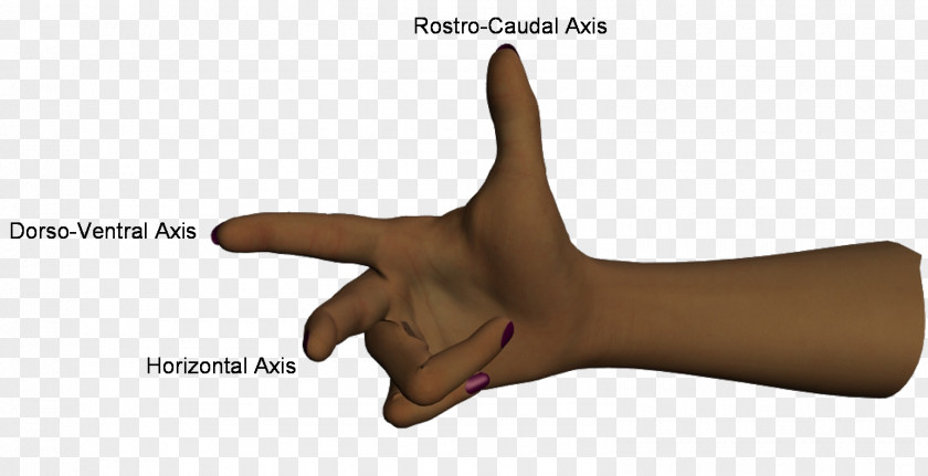 Hand Thumb Human Body As Model PNG