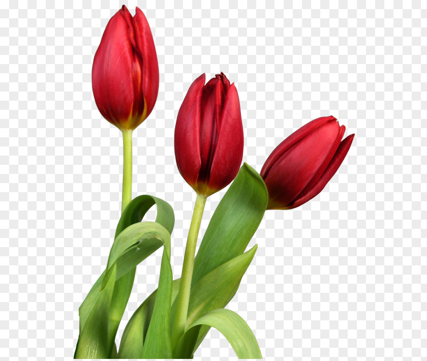 Red Transparent Tulips Flowers Clipart Tulip Flower Clip Art PNG