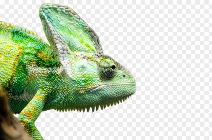 Iguana Chameleons Lizard High-definition Television Desktop Wallpaper Video PNG