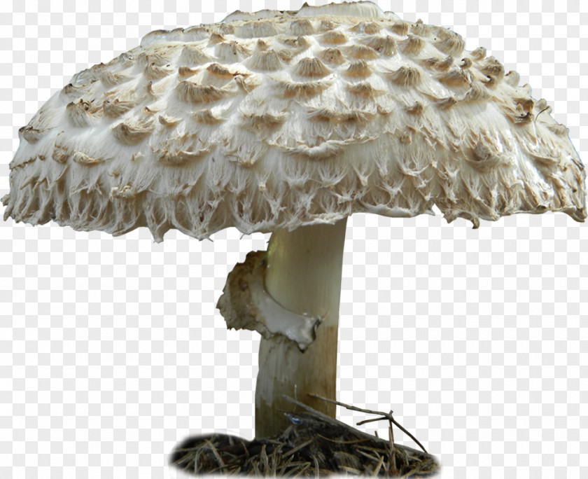 Mushroom Edible Fungus Artist Brazil PNG