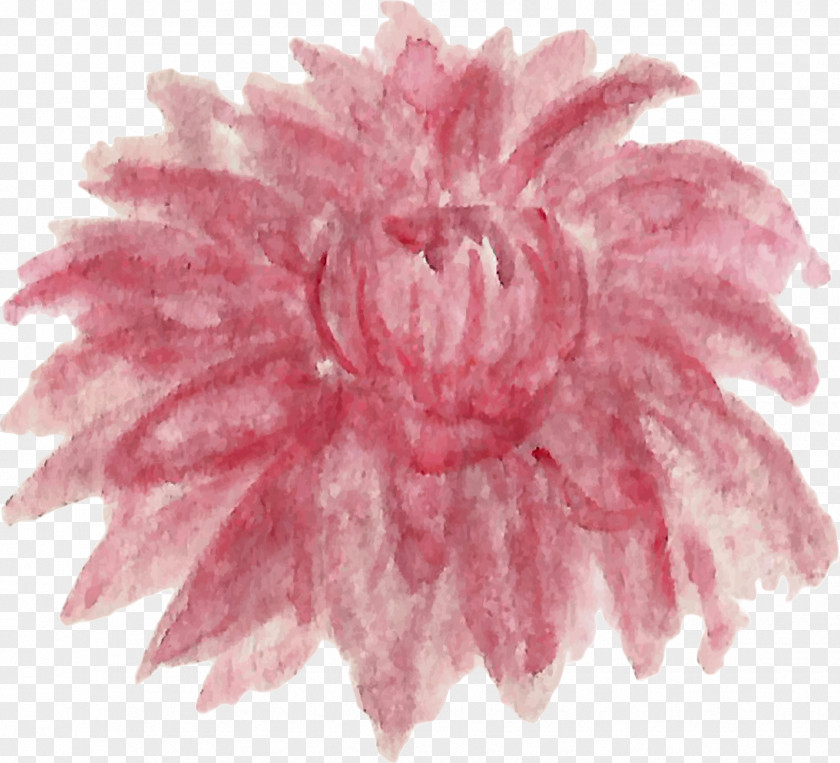 Watercolor Dahlia Pink M Chrysanthemum PNG
