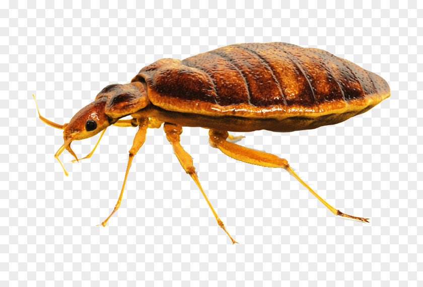 Cockroach Punaise Des Lits Bedbug Pest Control PNG