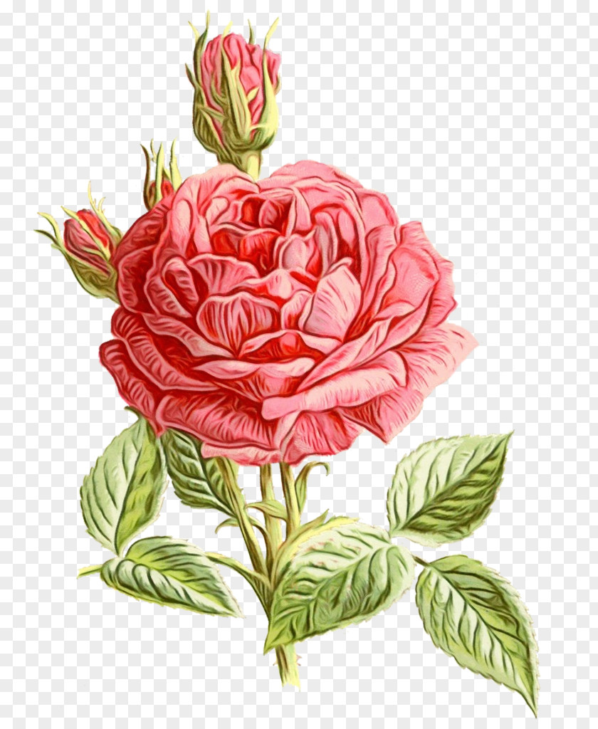 Cut Flowers Rose Family Garden Roses PNG