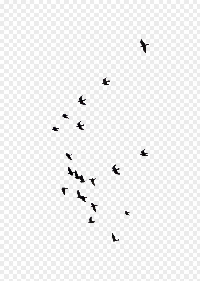 Geese Silhouette Bird Flock Flight Sky PNG