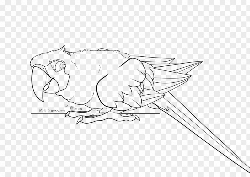 Military Macaw Beak DeviantArt Sketch PNG