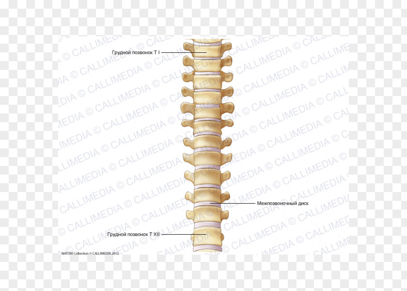 Skeleton Vertebral Column Thoracic Vertebrae Dorsum Anatomy Bone PNG