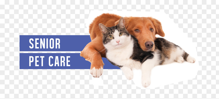 Cat Dog–cat Relationship Staffordshire Bull Terrier Pet Veterinarian PNG