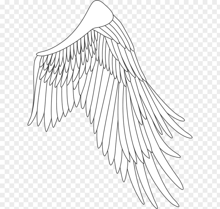 Feather Line Art Drawing White /m/02csf Point PNG