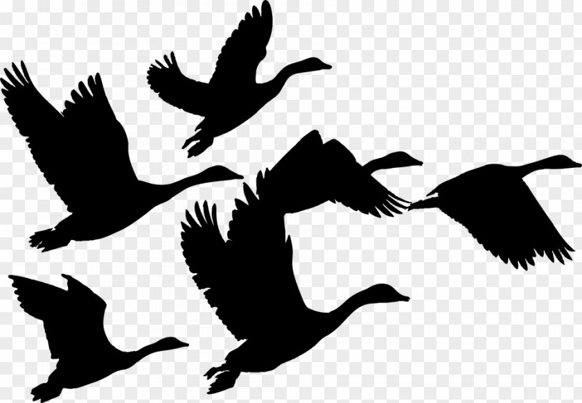 Fugle Canada Goose Duck Bird Mallard PNG