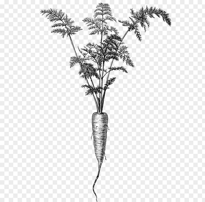 Black And White Carrot Drawing Twig Plant Stem Flowering Plants PNG