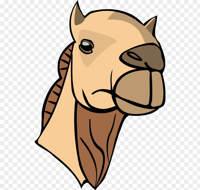 Camel Dromedary Bactrian Face Clip Art PNG