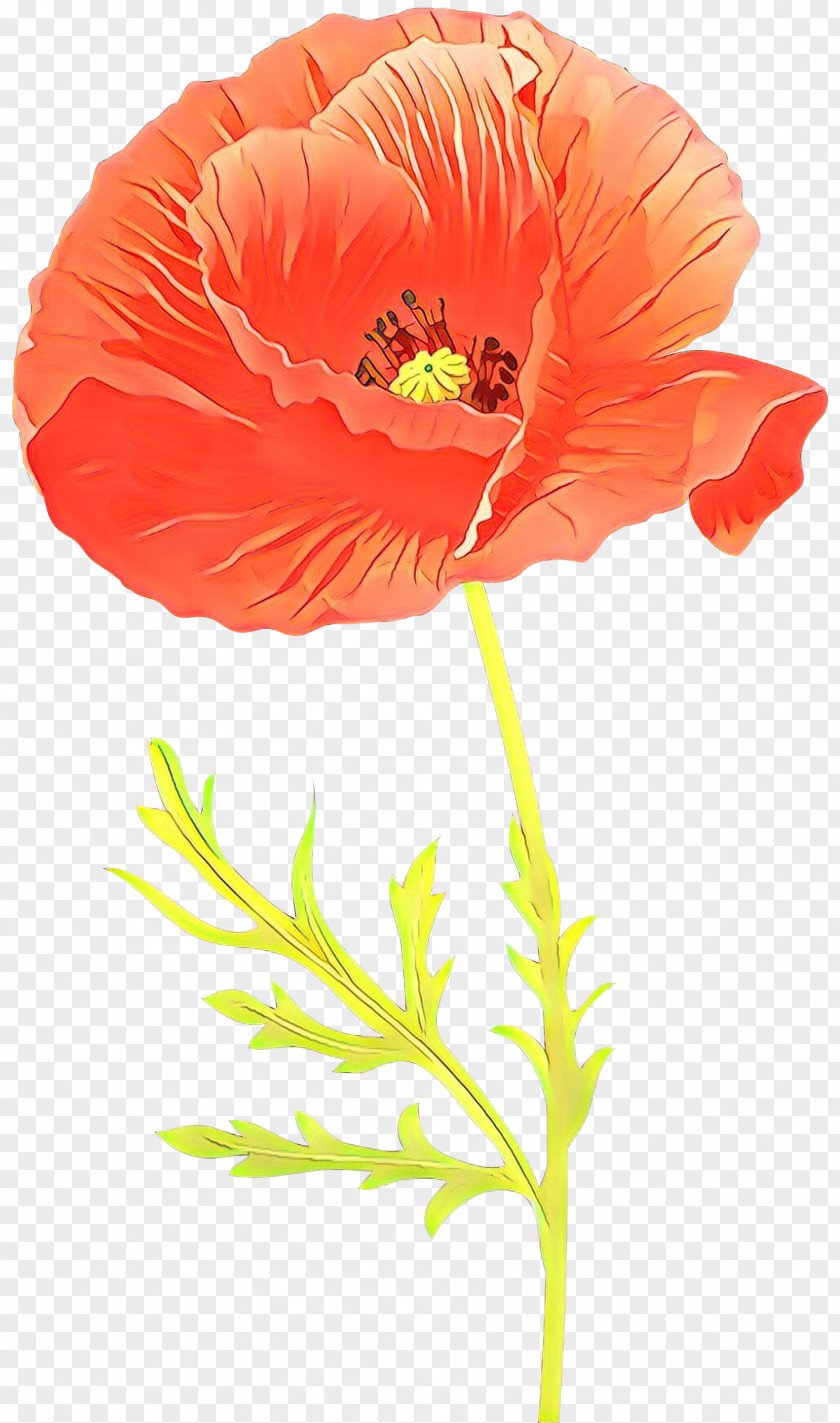 Cut Flowers Corn Poppy Orange PNG