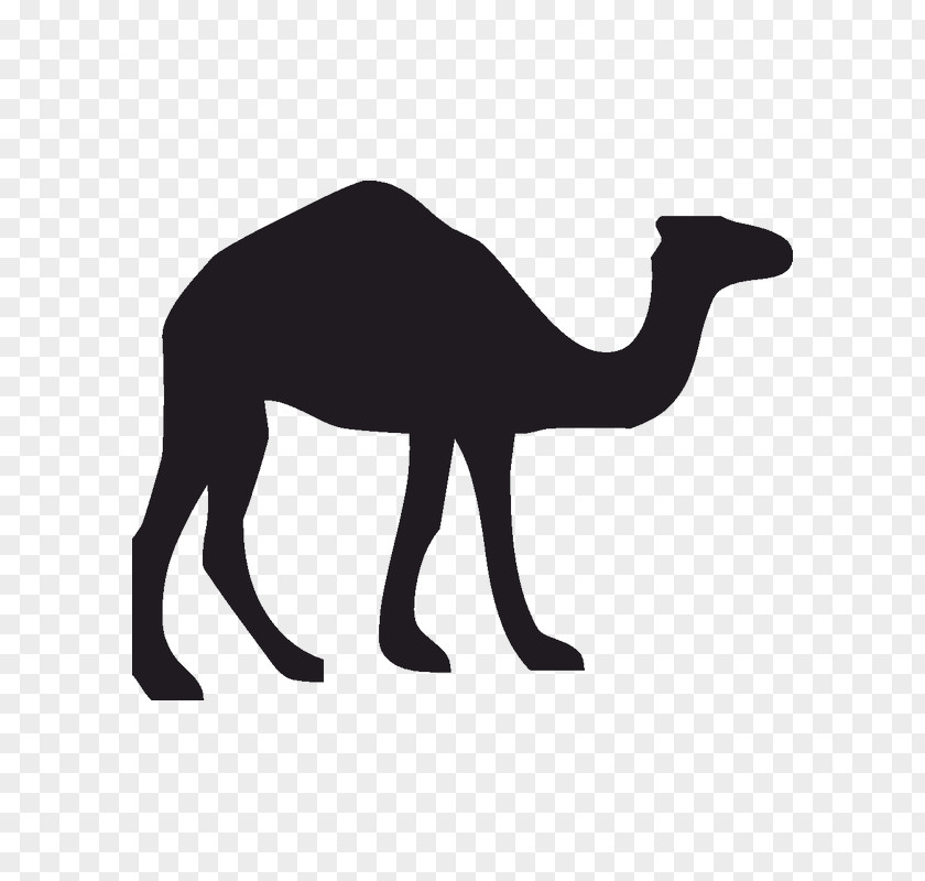 Design Dromedary Wildlife Canvas Print PNG