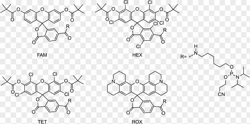 Fluorophore Fluorescein Amidite Fluorescence Förster Resonance Energy Transfer PNG