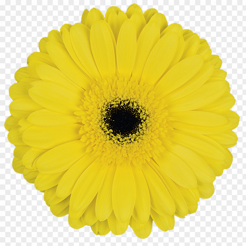 Gerbera Cut Flowers Transvaal Daisy Yellow Blume PNG