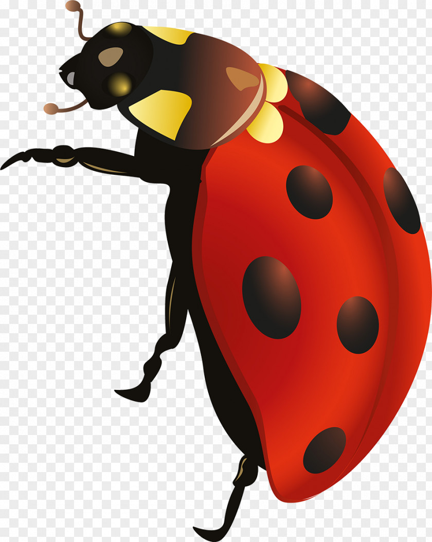 Insect Lady Bird Clip Art PNG