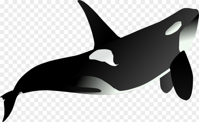 Black Tiger Shark Killer Whale Clip Art PNG