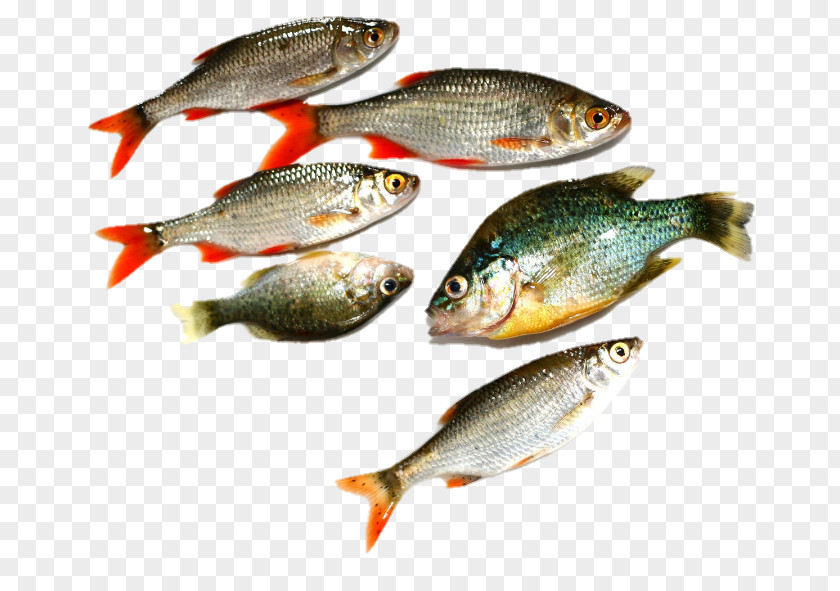 Fish Image Photography Euclidean Vector Seafood PNG