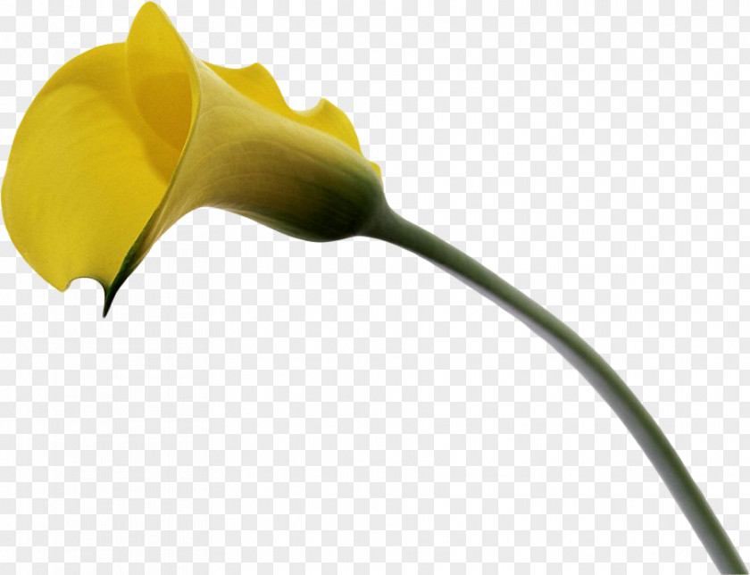 Flower Arum Lilies Arum-lily Bouquet Lilium PNG