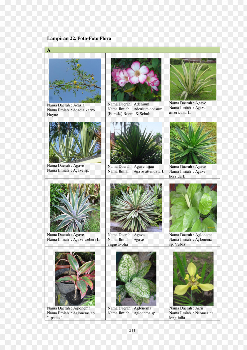 Flower Flowering Plant Herbalism PNG