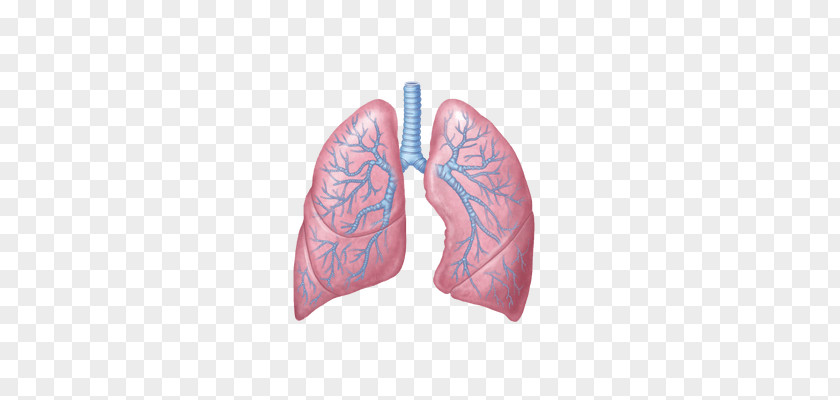 Heart Principles Of Anatomy And Physiology Lung Respiratory System PNG