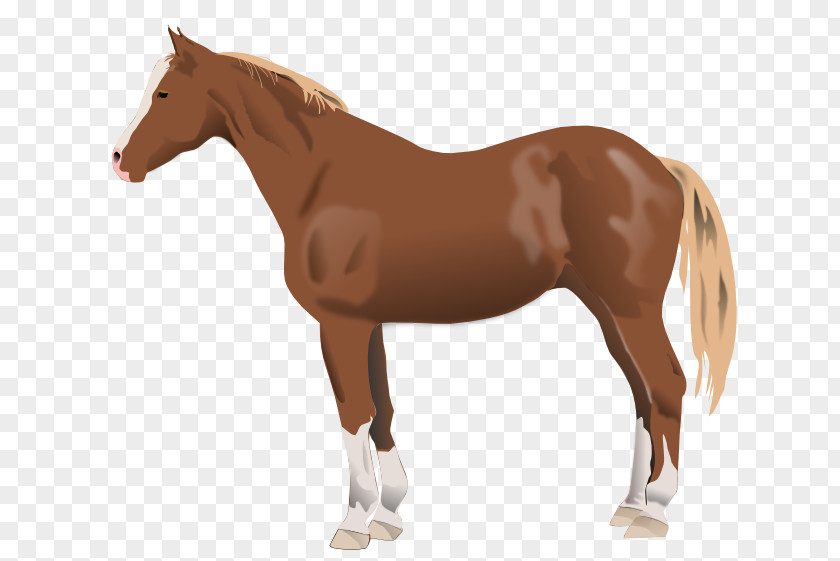 Mustang American Paint Horse Quarter Mare Stallion PNG
