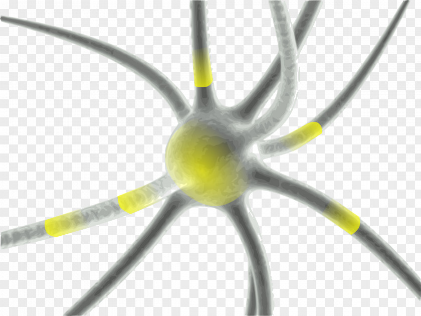 Neurons Synapse Neuron Brain Multiple Sclerosis Disease PNG