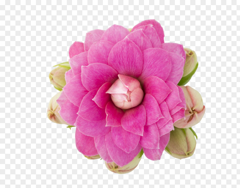 Plant Cabbage Rose Widow's-thrill Cut Flowers PNG