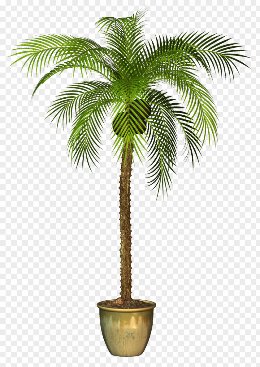 Tree Areca Palm Clip Art Image PNG