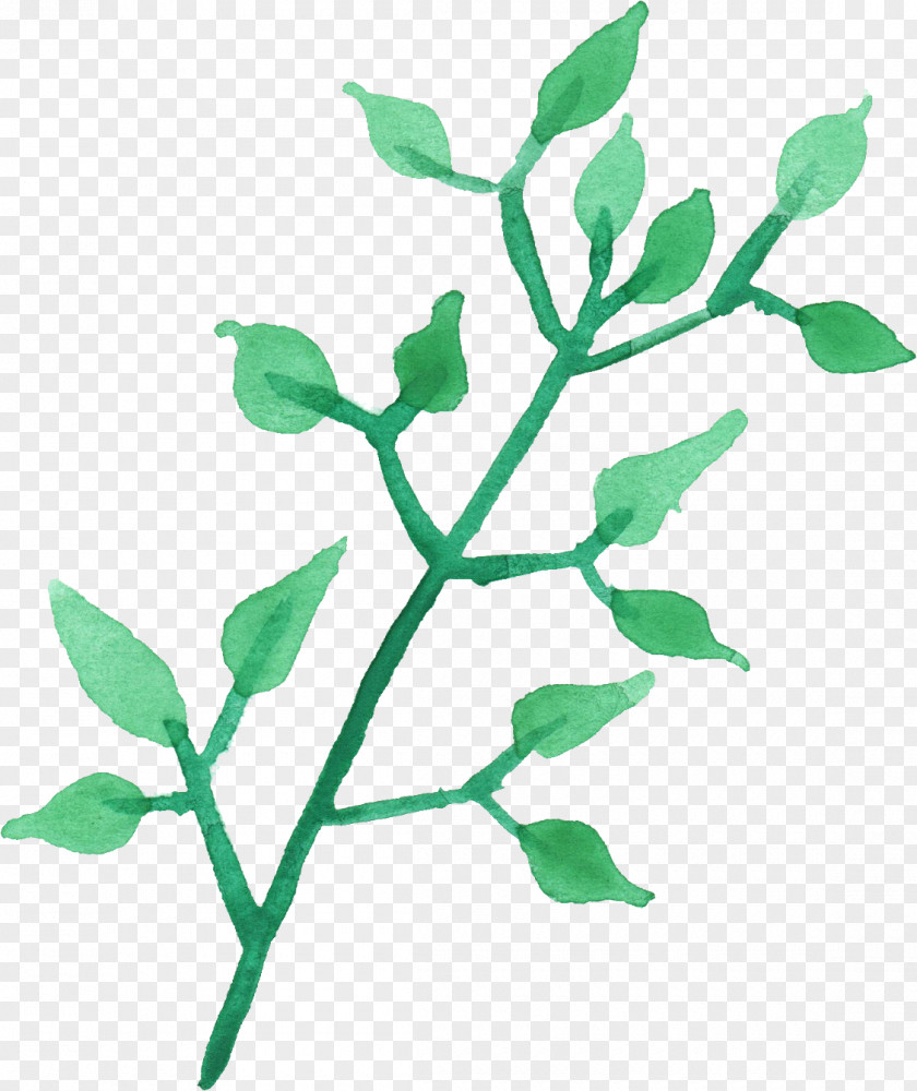 Watercolor Leaves Leaf Plant Stem Branch Painting PNG