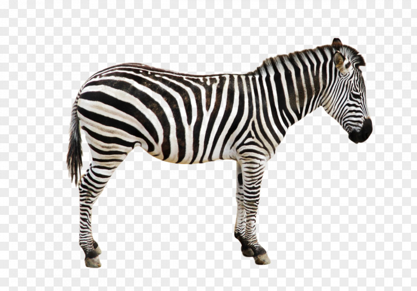 Black Zebra Icon PNG
