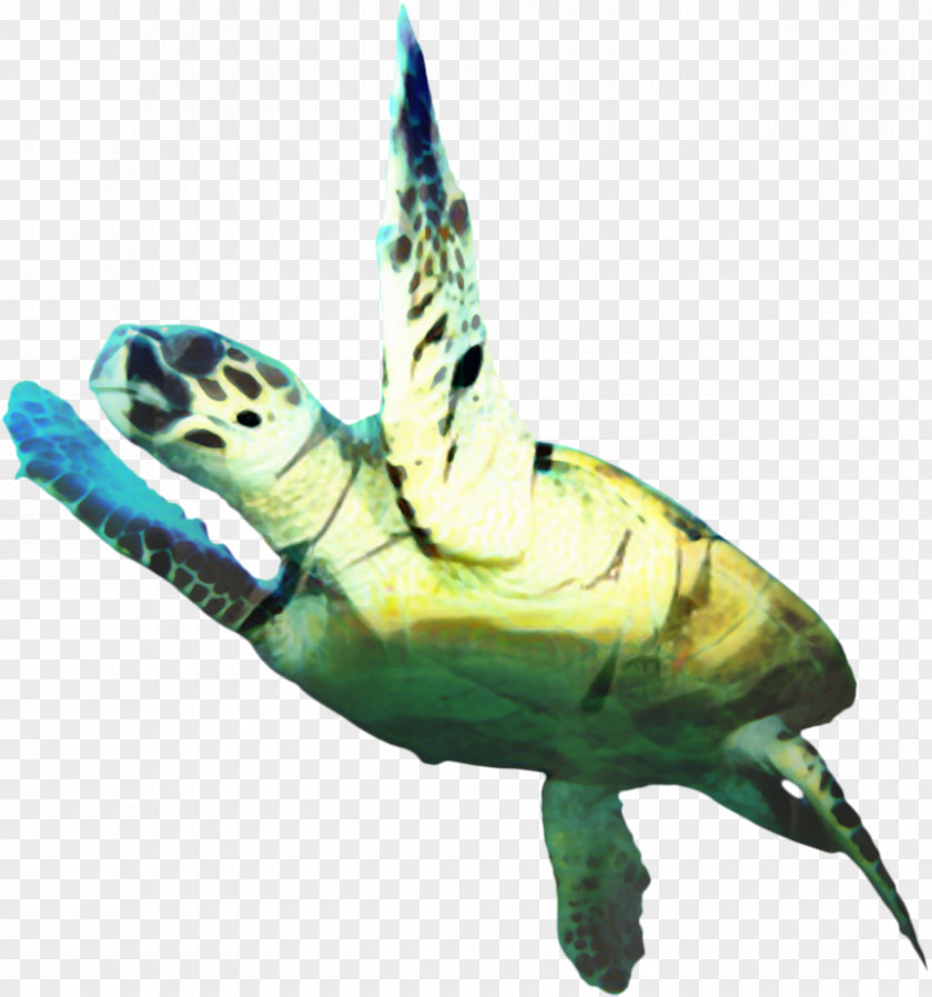Kemps Ridley Sea Turtle Hawksbill Background PNG