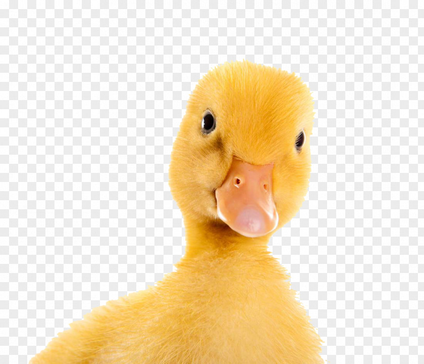 Little Yellow Duck Train PNG