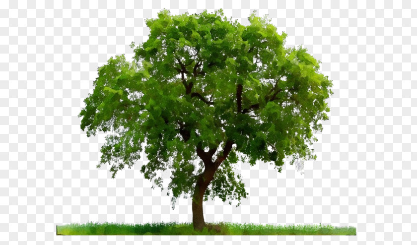 Plant Stem Elm Oak Tree Leaf PNG