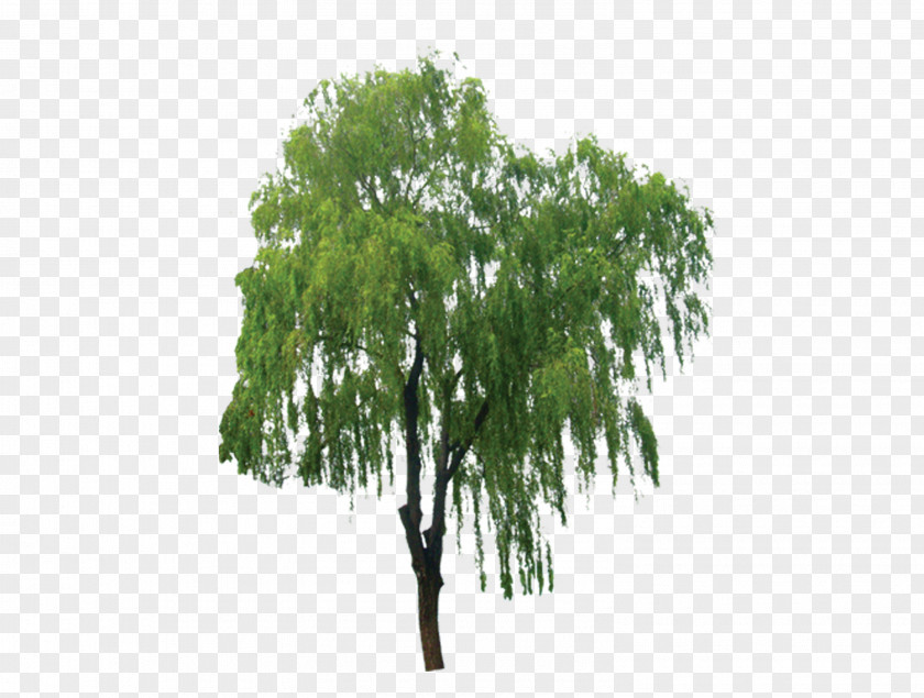 Tree, Trees, Taobao Creative, Green Trees Salix Alba Branch Tree Bark Extract PNG