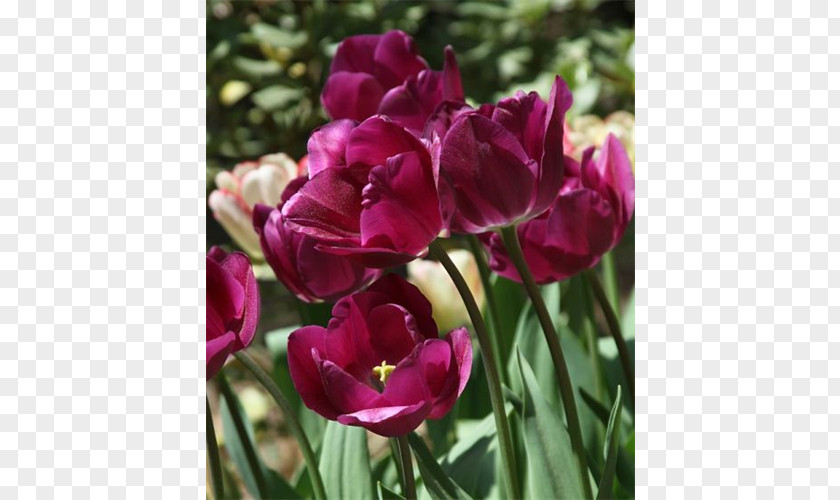 Tulip Petal Magenta Annual Plant PNG