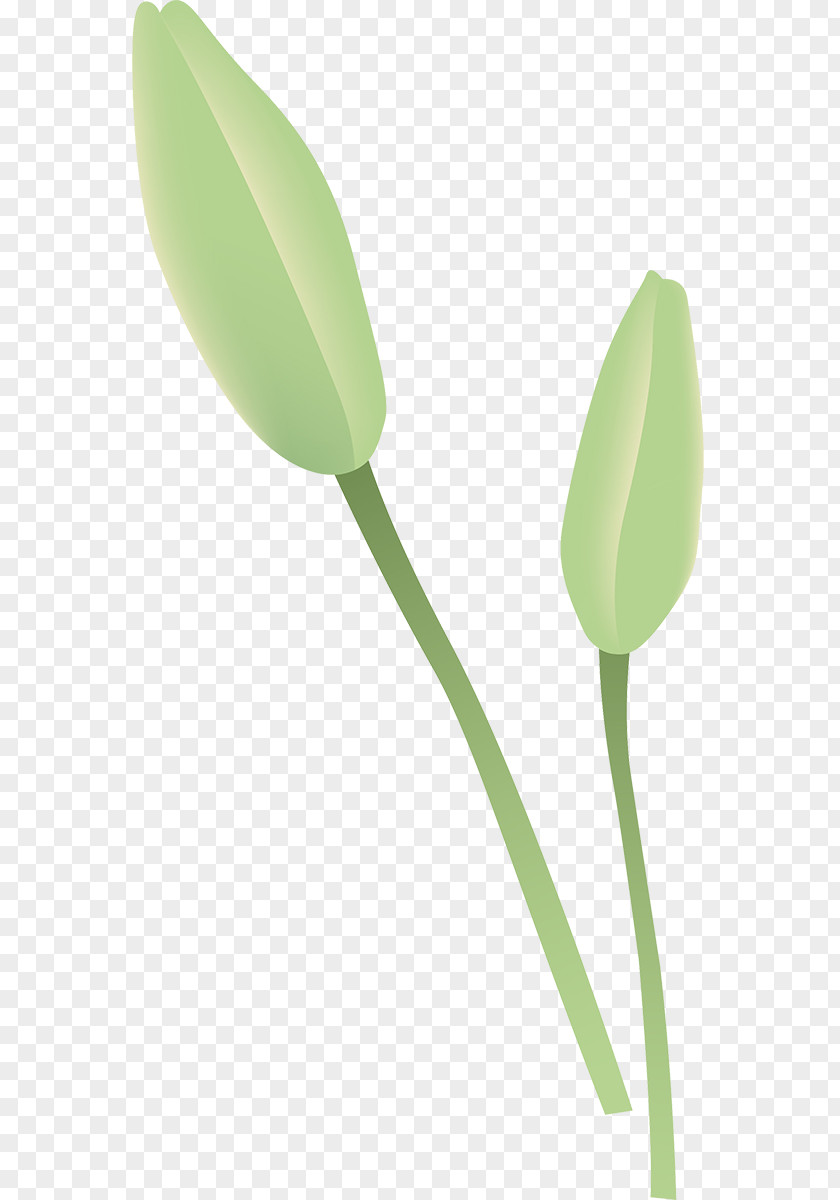 Tulip Petal Plant Stem Leaf PNG