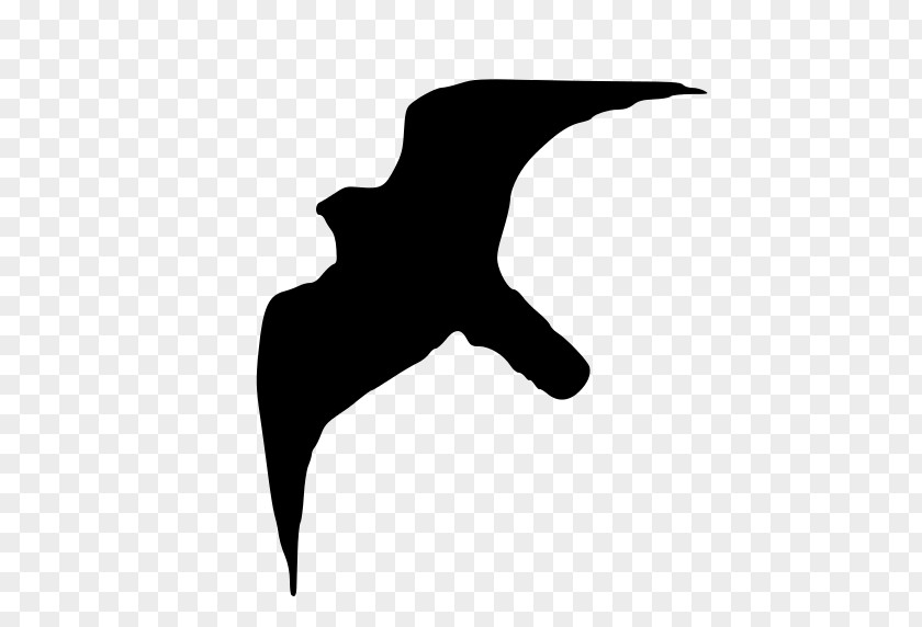 Bird Peregrine Falcon Drawing PNG