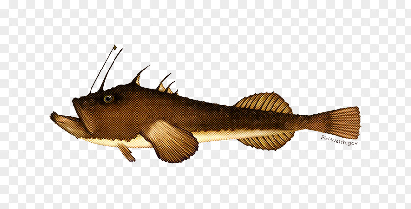 Catfish Fish PNG