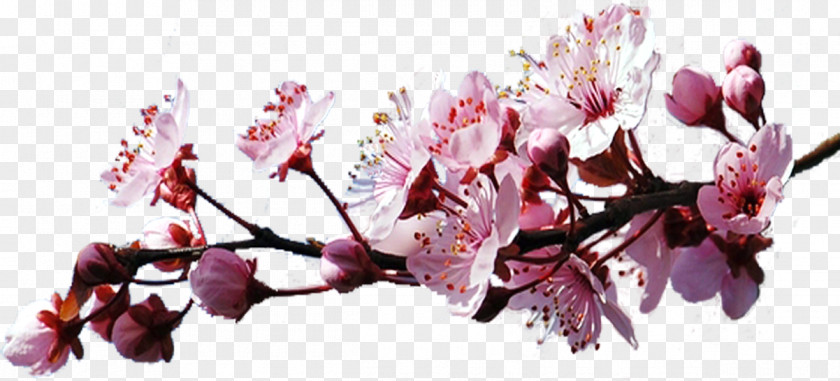 Cherry Blossom Blog Clip Art PNG