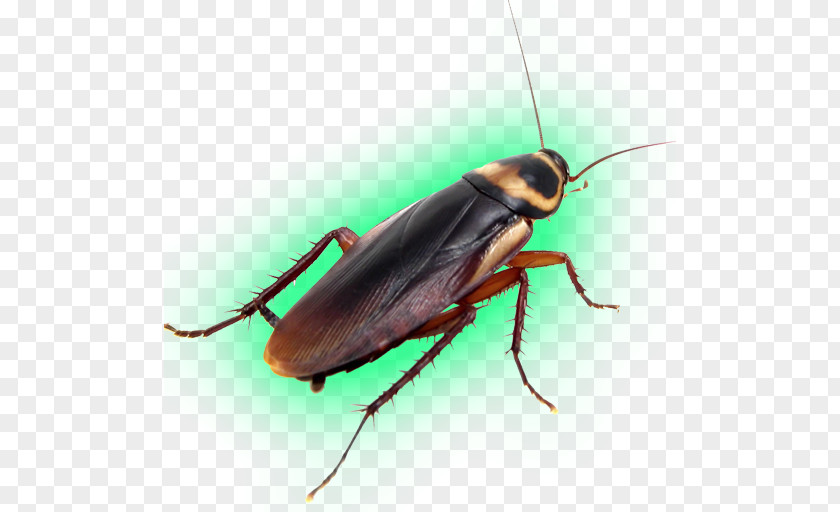 Cockroach American Pest Control Insect PNG