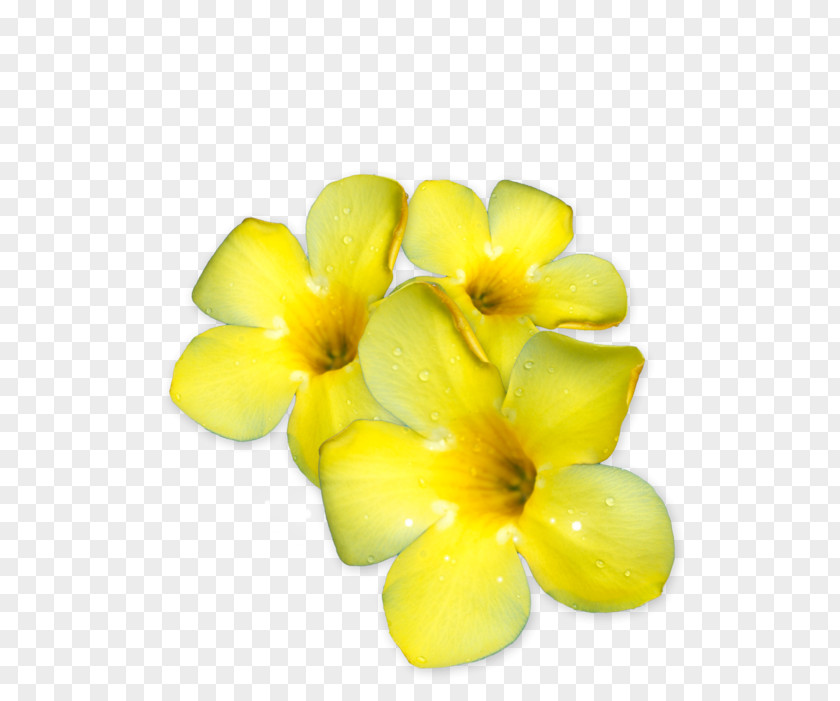 Design Flower PNG