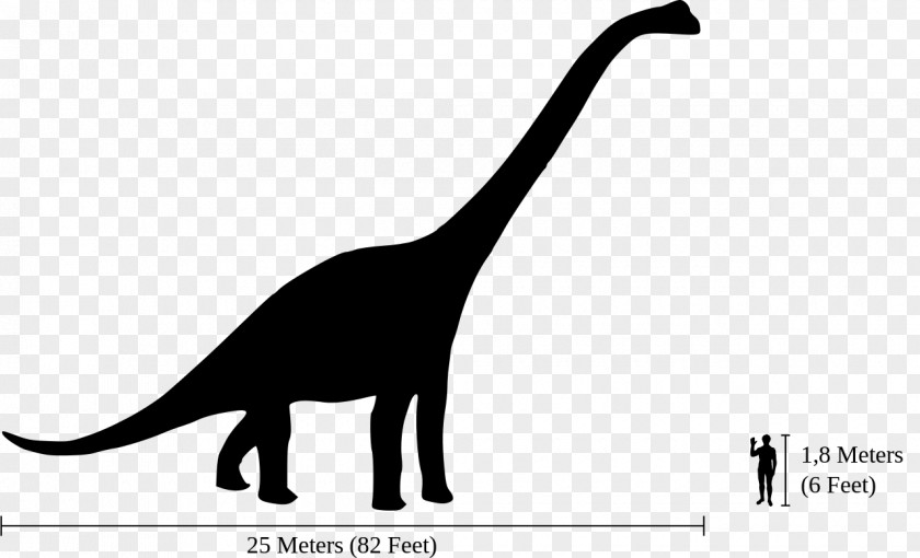 Dinosaur Vector Brachiosaurus Giraffatitan Morrison Formation Size Diplodocus PNG