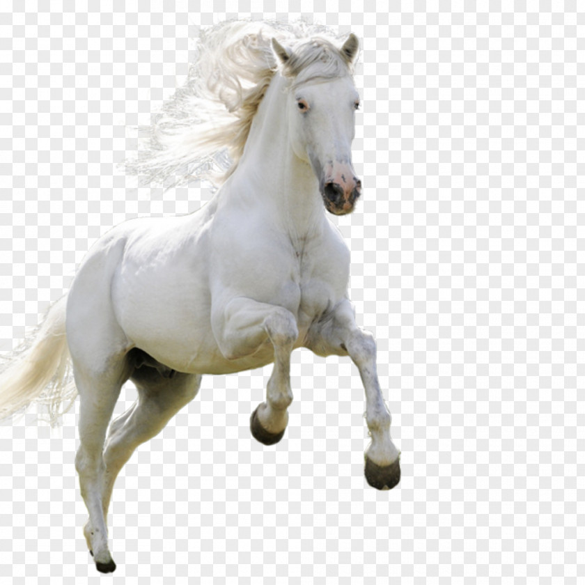 Horse High-definition Television Android Wallpaper PNG