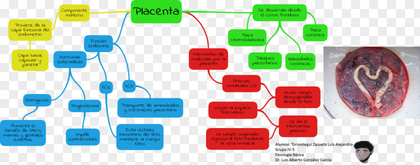 Pregnancy Placenta Childbirth Physiology Nutrient PNG