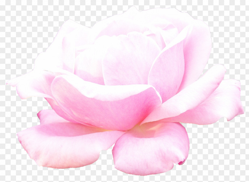 Red Rose Decorative Garden Roses Centifolia Pink Cut Flowers PNG