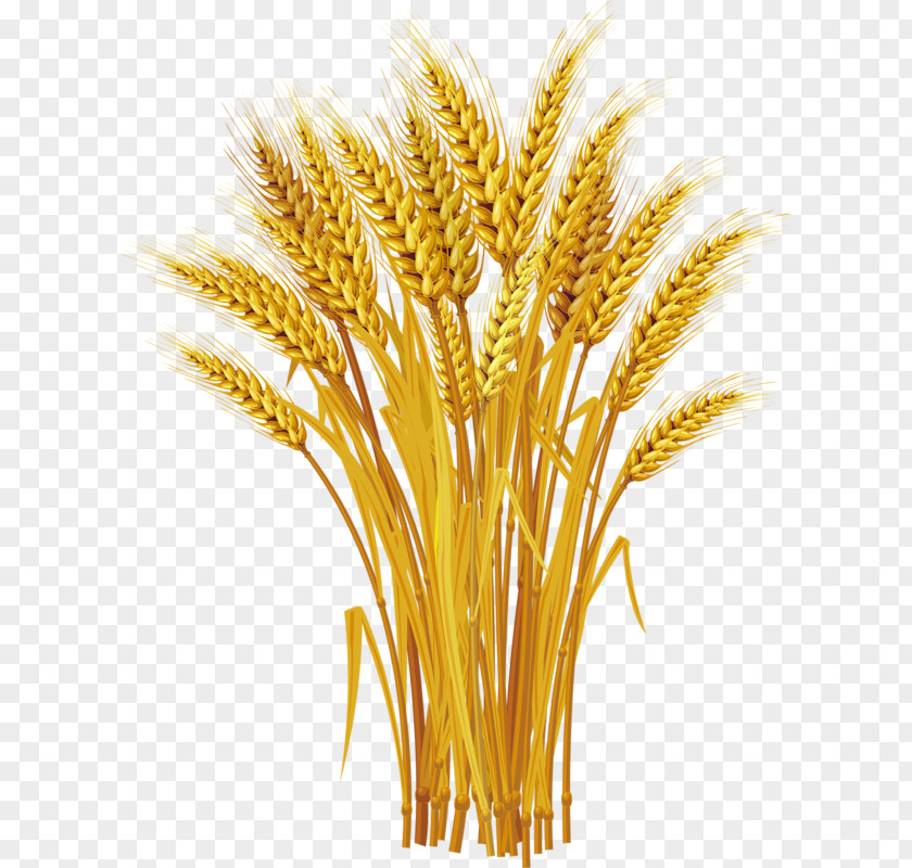 Yellow Wheat Harvest Royalty-free Ear Clip Art PNG