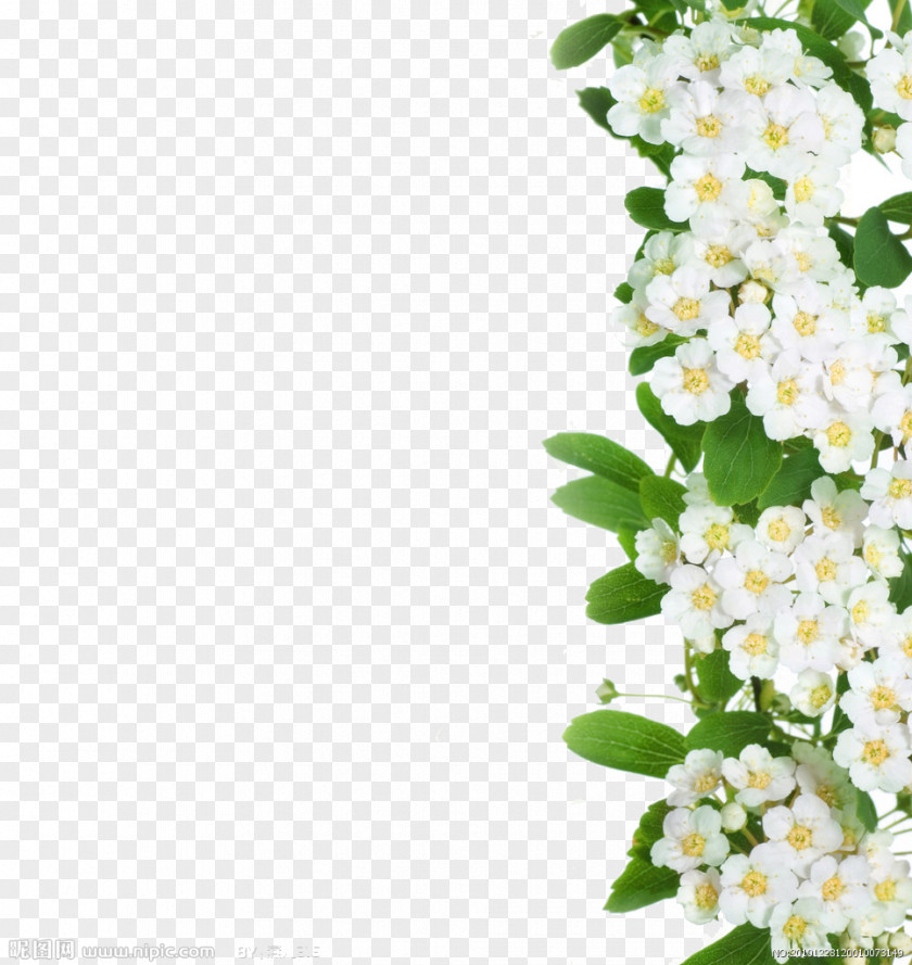 A White Flower Cut Flowers PNG
